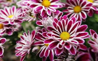 Pink White and yellow flowers stop and smell