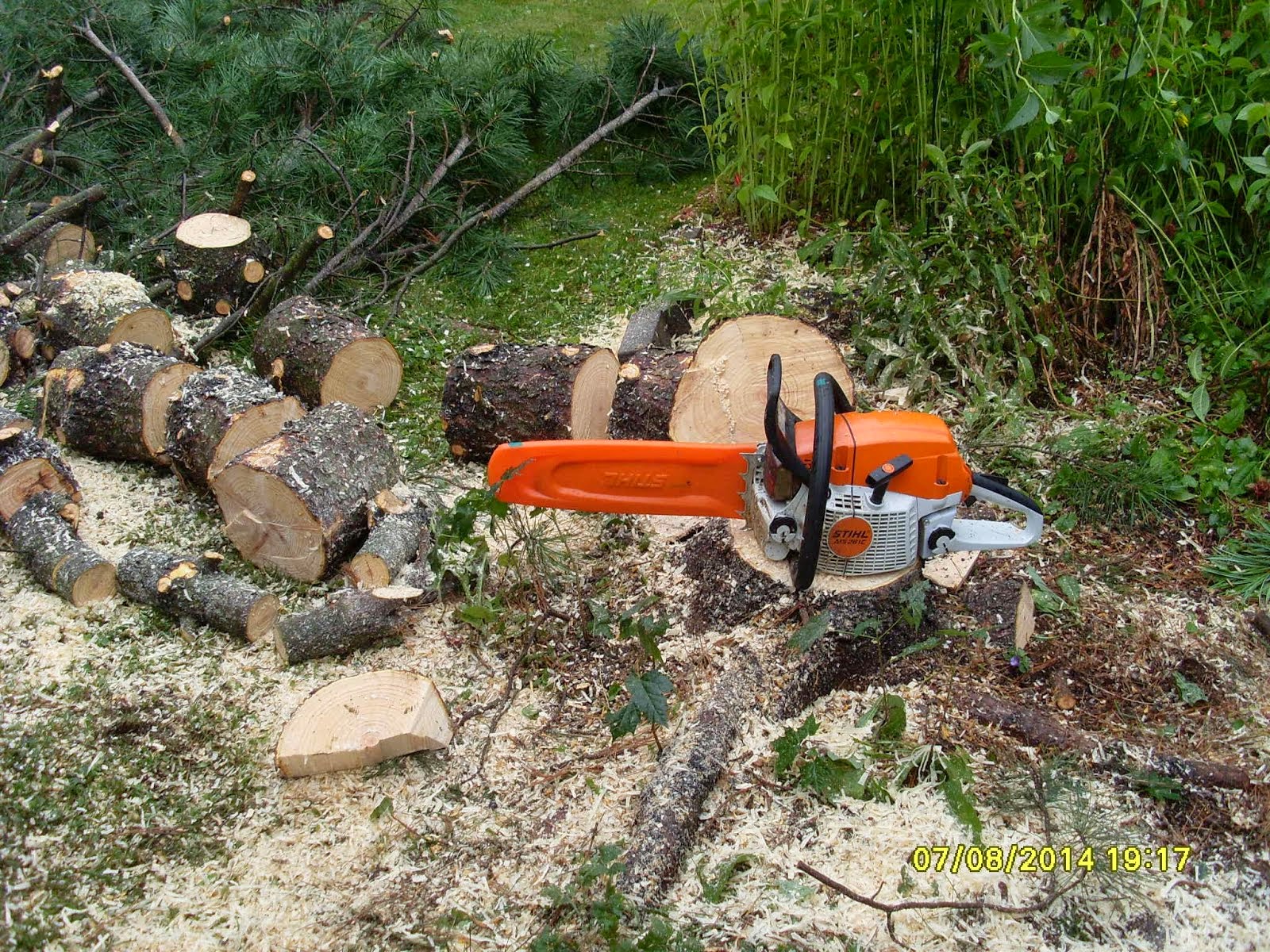 Järeämmätkin pihapuut kaatuvat Stihlillä. Puunkaatotiedustelut e-mail: talonmiespalvelu@gmail.com