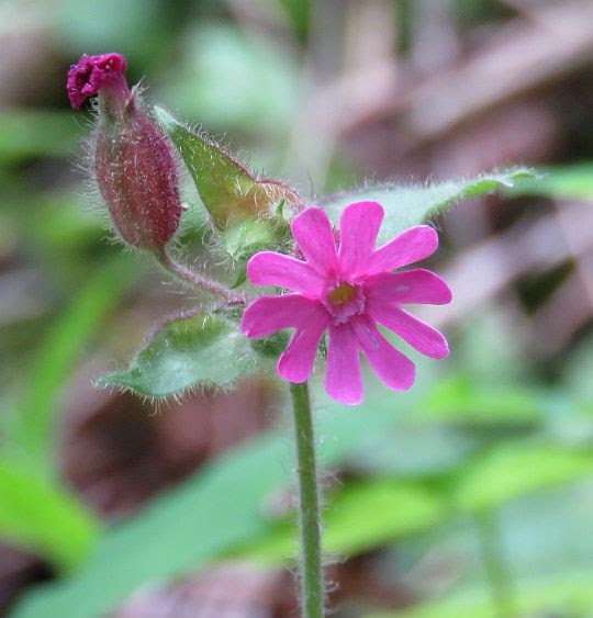 Bniec czerwony (Melandrium rubrum Garcke). Bniec czerwony (Melandrium rubrum Garcke).