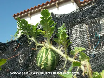 patilla, sandia cultivada en maceta