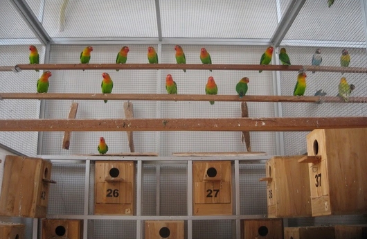 Kandang Ternak Lovebird yang Baik Beserta Gambar – Tips Cara Beternak