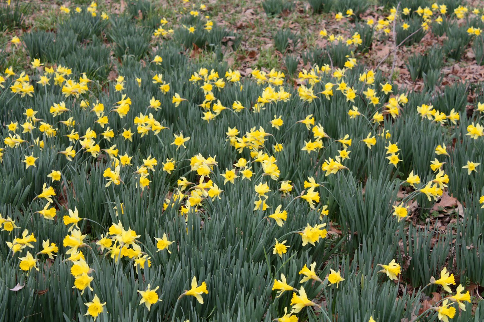Southern Lagniappe The Jonquils are Blooming!