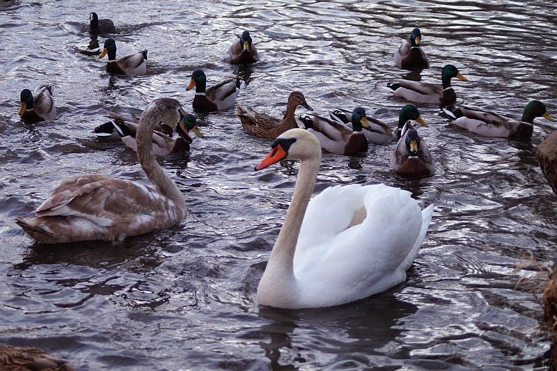 Naturwunder Schwäne auf dem Pethauer Teich... (bei Zittau