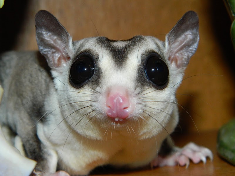 Velikimalioglasi Sick Sugar Glider