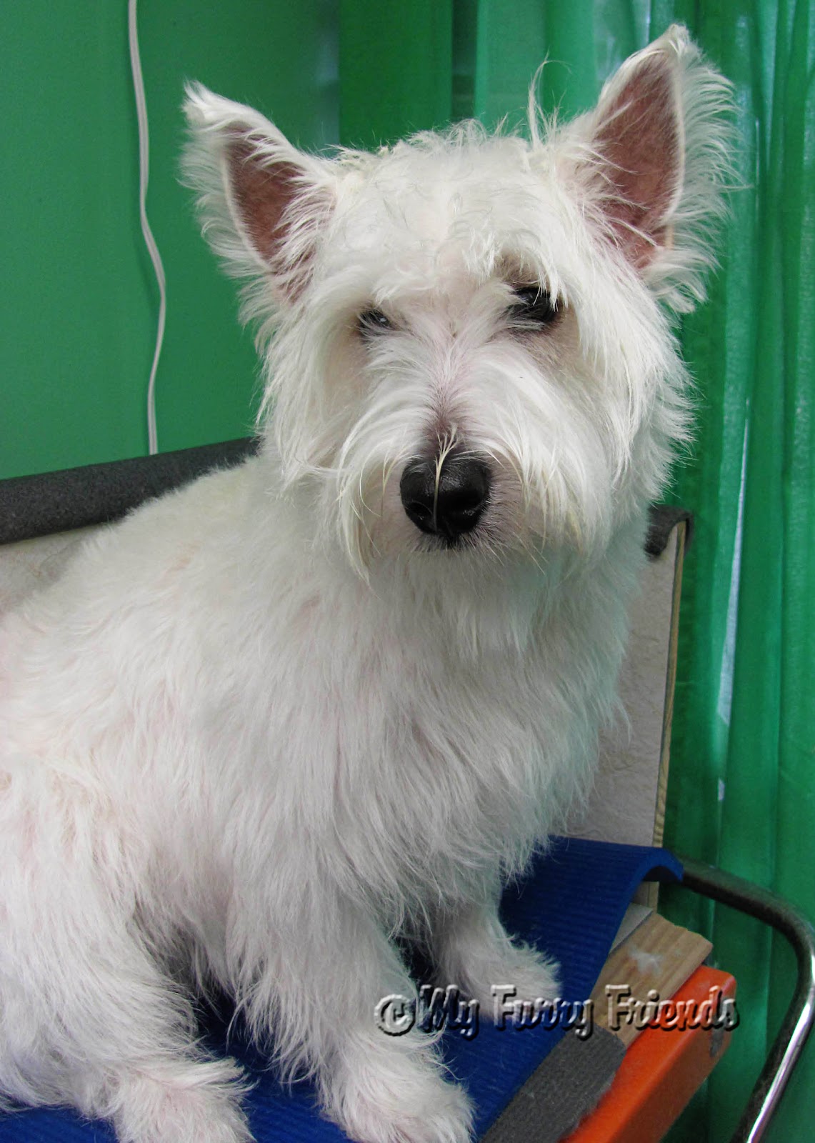 pet grooming: the good, the bad, & the furry: westies