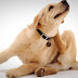 How To Stop Your Dog Scratching
