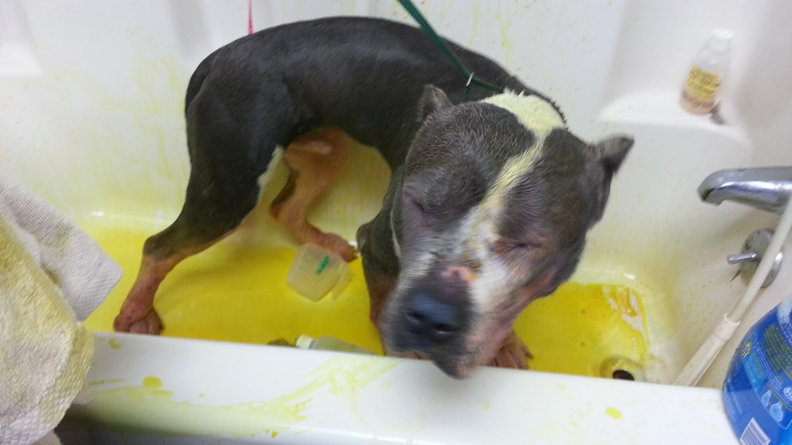 The Five Dog Blog Living Life Simply Messy PU! A Very Stinky Rookie