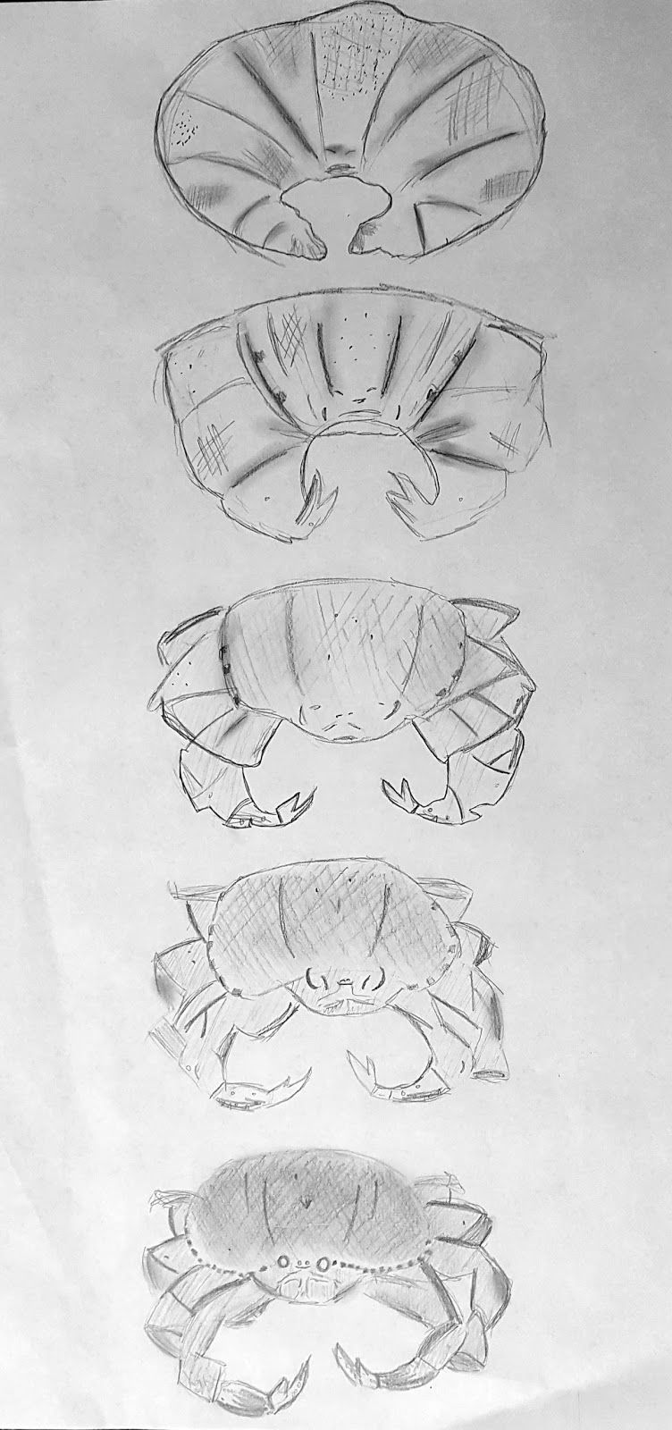 metamorphosis transformation Metamorphosis the rapid transformation from the larval to the adult form that occurs in the life cycle of many invertebrates and amphibians. metamorphosis transformation Metamorphosis the rapid transformation from the larval to the adult form that occurs in the life cycle of many invertebrates and amphibians.