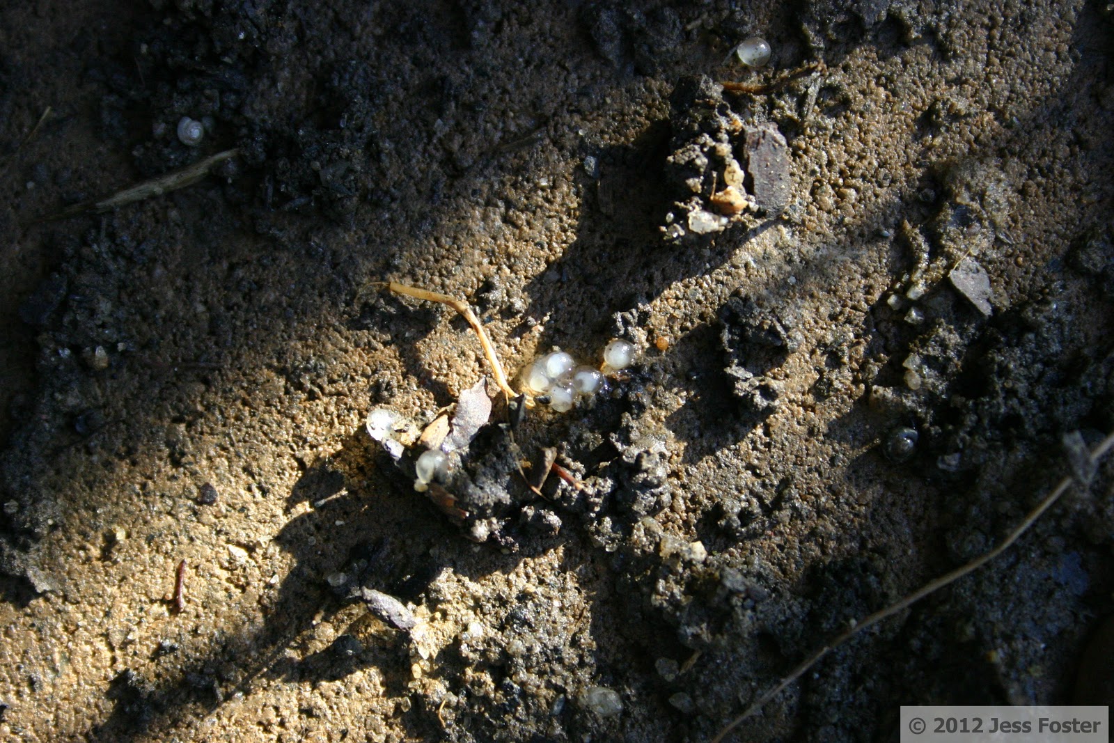 Sluggin' Along Slug Eggs Clutches 4 & 5