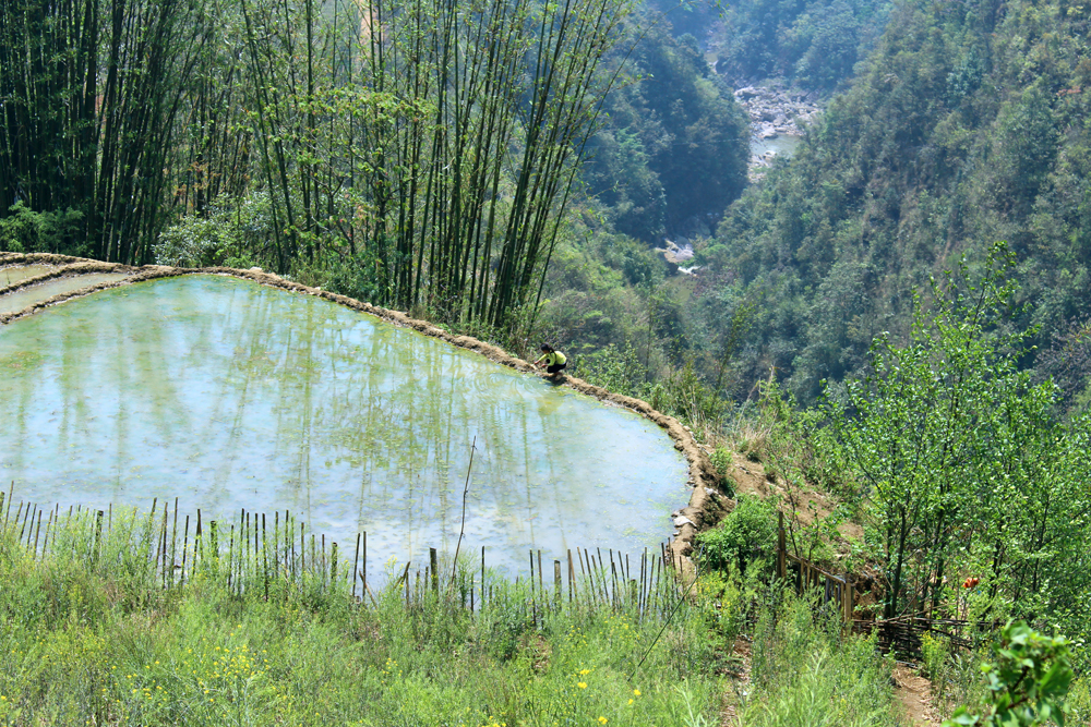 Rice terrace fields in Sapa, Vietnam - travel blog 