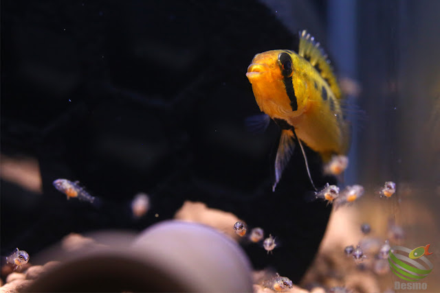 Apistogramma viejita / from Cumaribo in Colombia