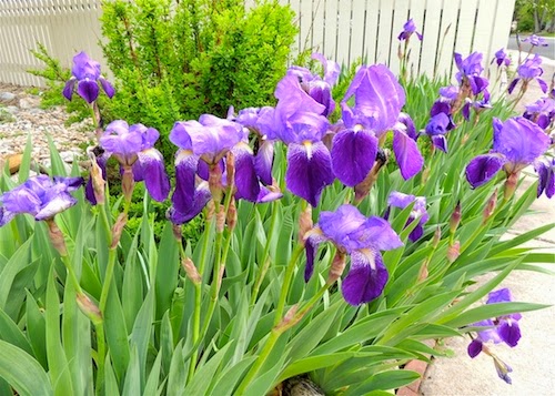 SpringLeaf Studios: The Color Purple