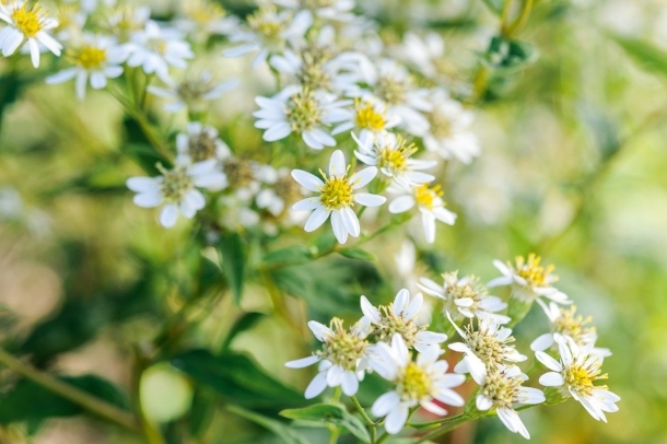 Doellingeria umbellata сад трав