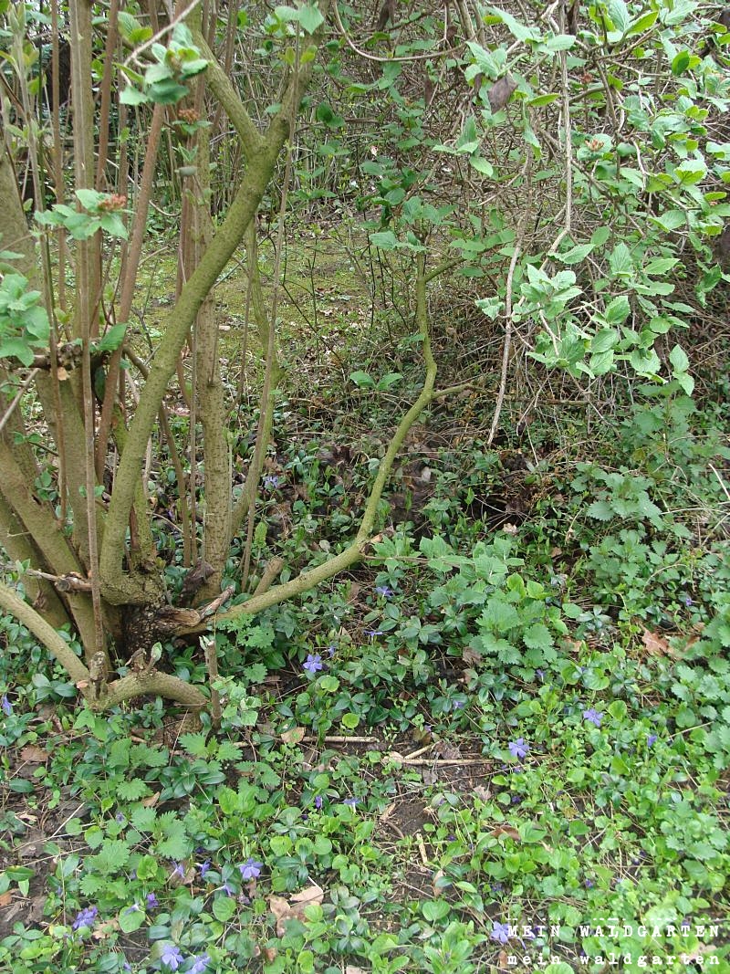 © Mein Waldgarten Viburnum Gardening with Allergies