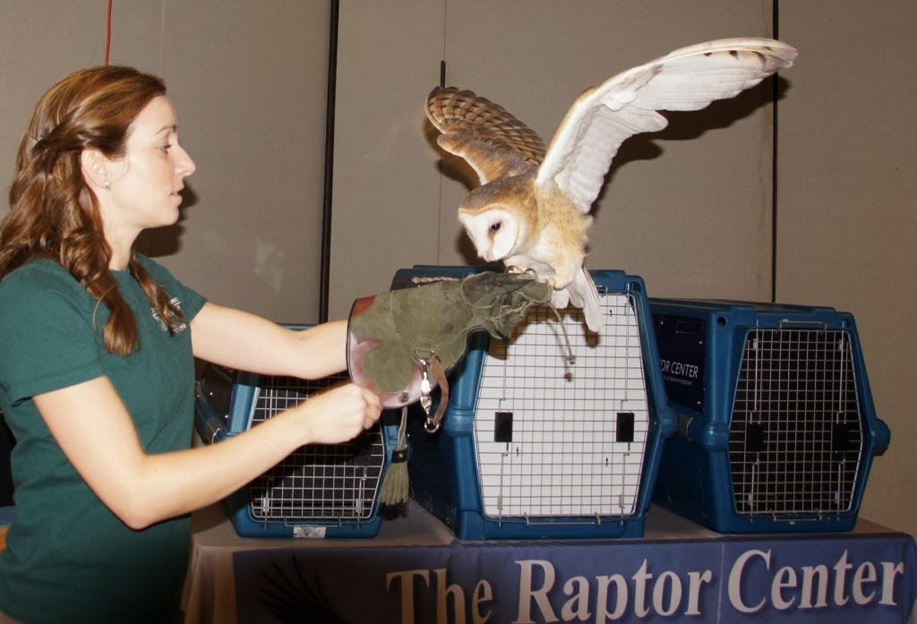 The Raptor Center: Flight Enrichment for Whisper the Barn Owl