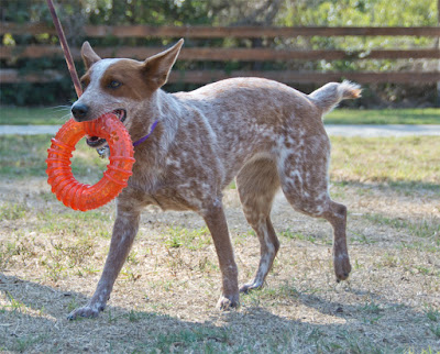 Bouncing floating rolling dog toy