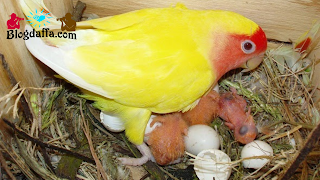 Telur Lovebird Menetas