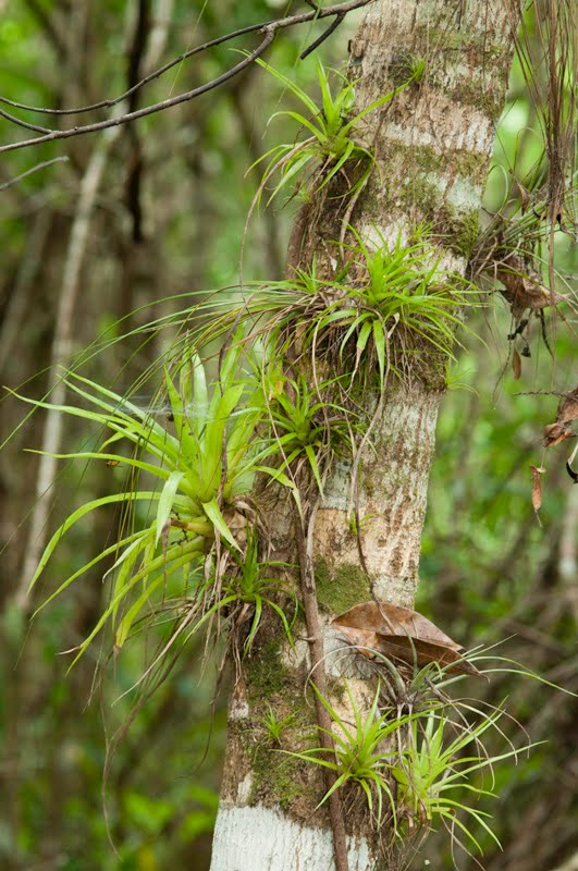 LIBS in Florida April 2011