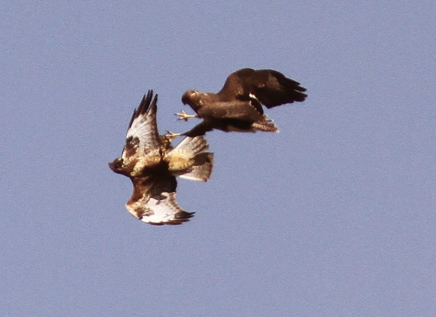 NonStop Birding Common Buzzards