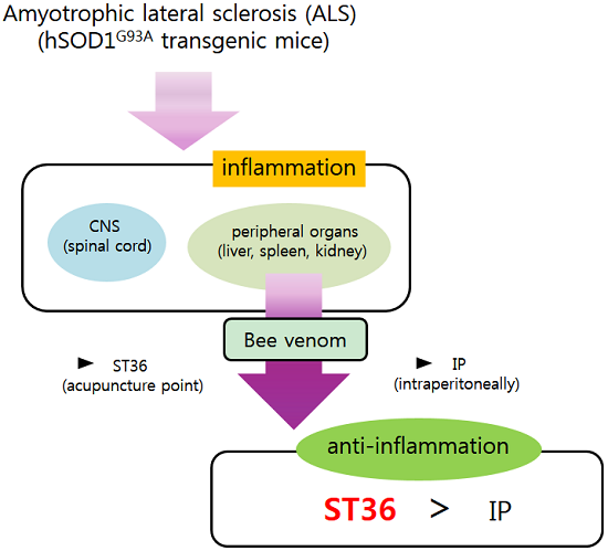 Apitherapy News: Bee Vemom Therapy Reduces Amyotrophic Lateral ...
