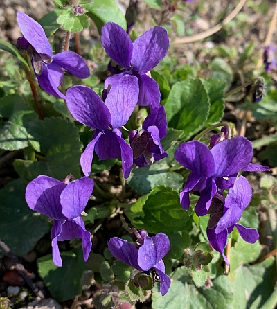 Blogspot Blogs Und Die Dsgvo