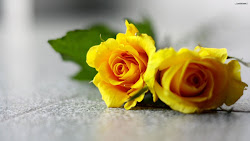 rose wallpapers yellow roses resources related