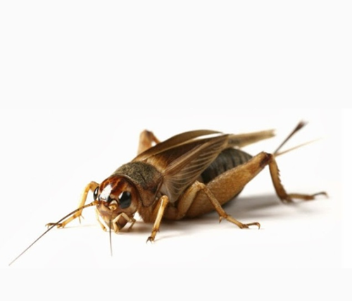 Erek Erek Jangkrik 2d 3d 4d Arti Mimpi Dan Angka Mimpi Jangkrik Erek Erek