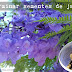 Como germinar sementes de Jacarandá-mimoso (Jacaranda mimosifolia)