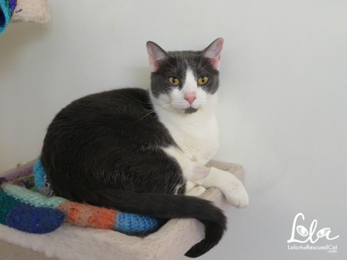 Tabbys Place|Cat Sanctuary
