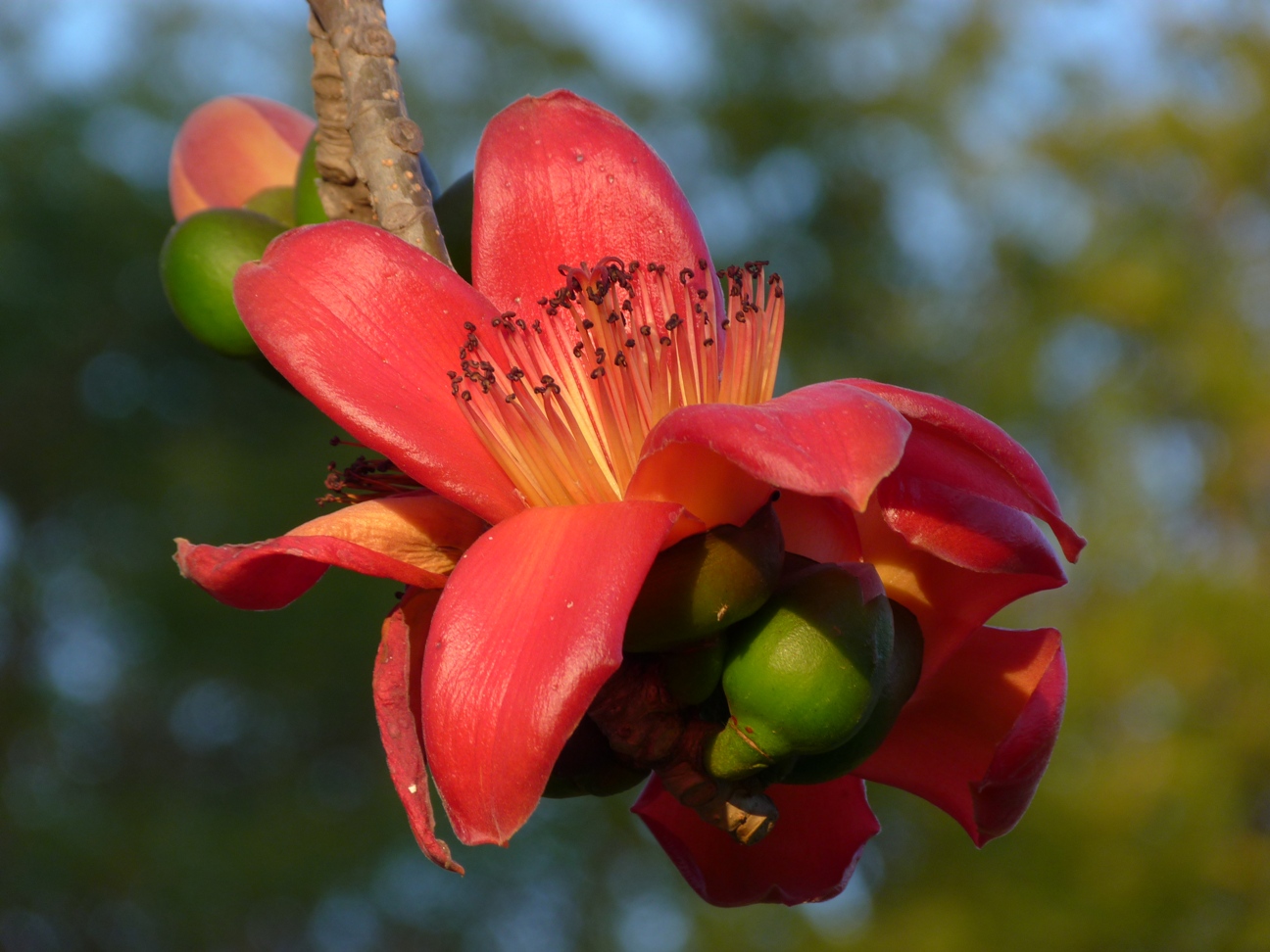 Jaipur Birding Some flowering trees of Rajasthan