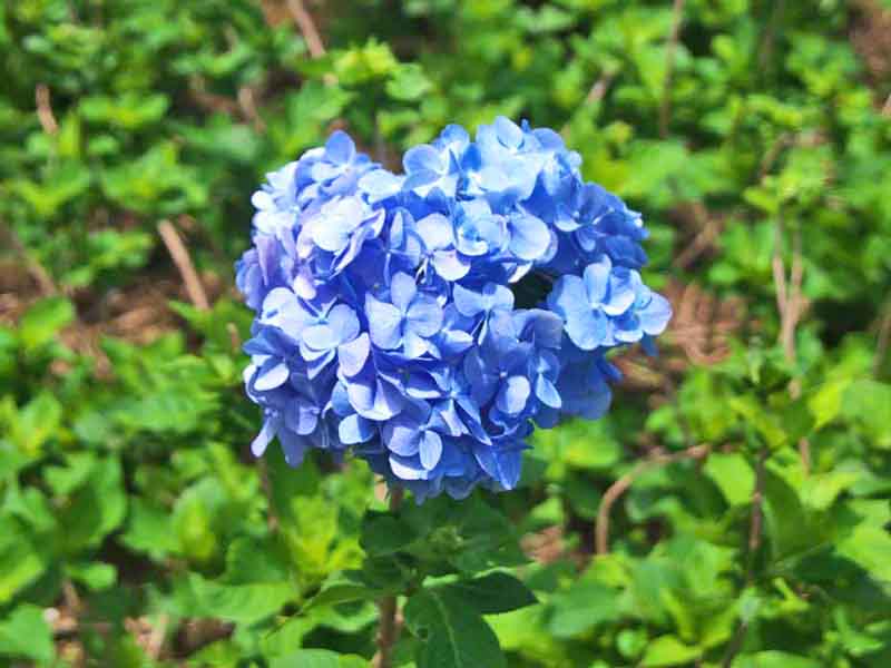 How To Make Hydrangeas Last Forever Solo Lisa