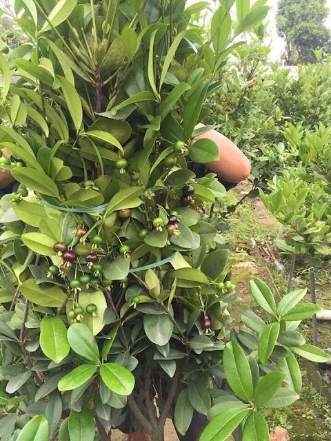 Thú nuôi, cây cảnh: Cherry Brazil, trên đà phát triển tại VN. 0b46509fa4c1479f1ed0