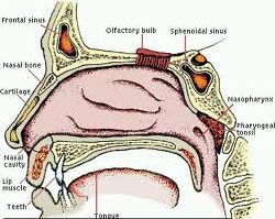 Organ Pernafasan pada Manusia Beserta Fungsinya