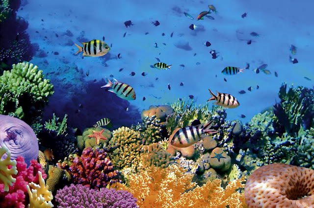 Bunaken Sea Park Bunaken Sea Park