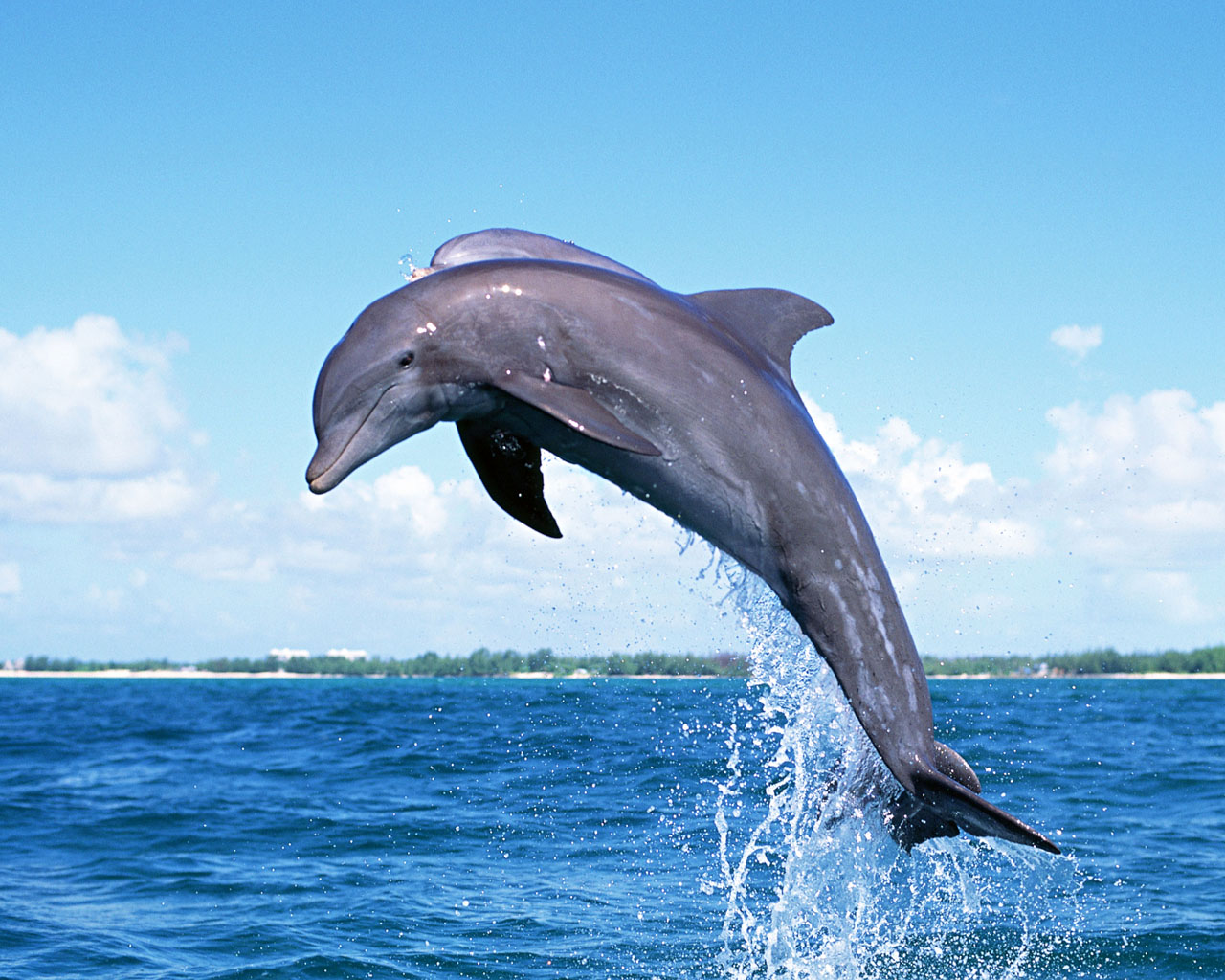 http://2.bp.blogspot.com/-DCARkjV1ktk/T8OaHdRoseI/AAAAAAAACu8/M4PnezLelps/s1600/Dolphin-Jumping.jpg