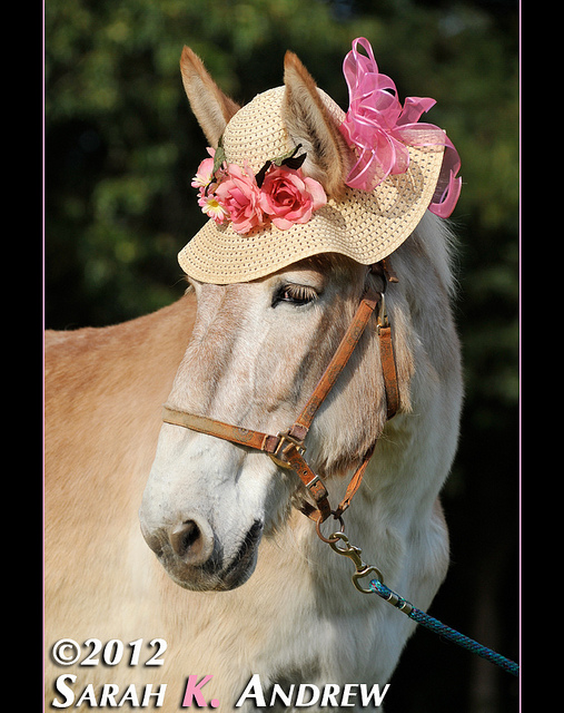 Thoroughbred Daily News Staff Blog Horses and Hope Rosebud's Story