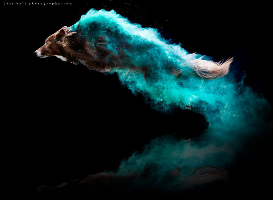 Photographer Tossed Powder On Running Dogs And Created Masterpieces