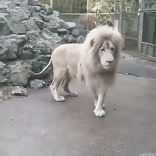 Funny animal gifs - part 256, best funny animal gif, funny animated pictures