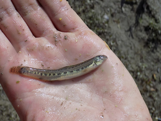 sick-weather-loach.jpg
