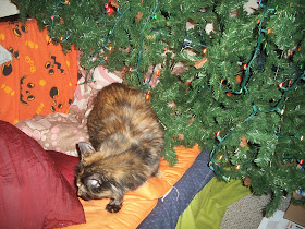 the tree after the cat knocked it over 
