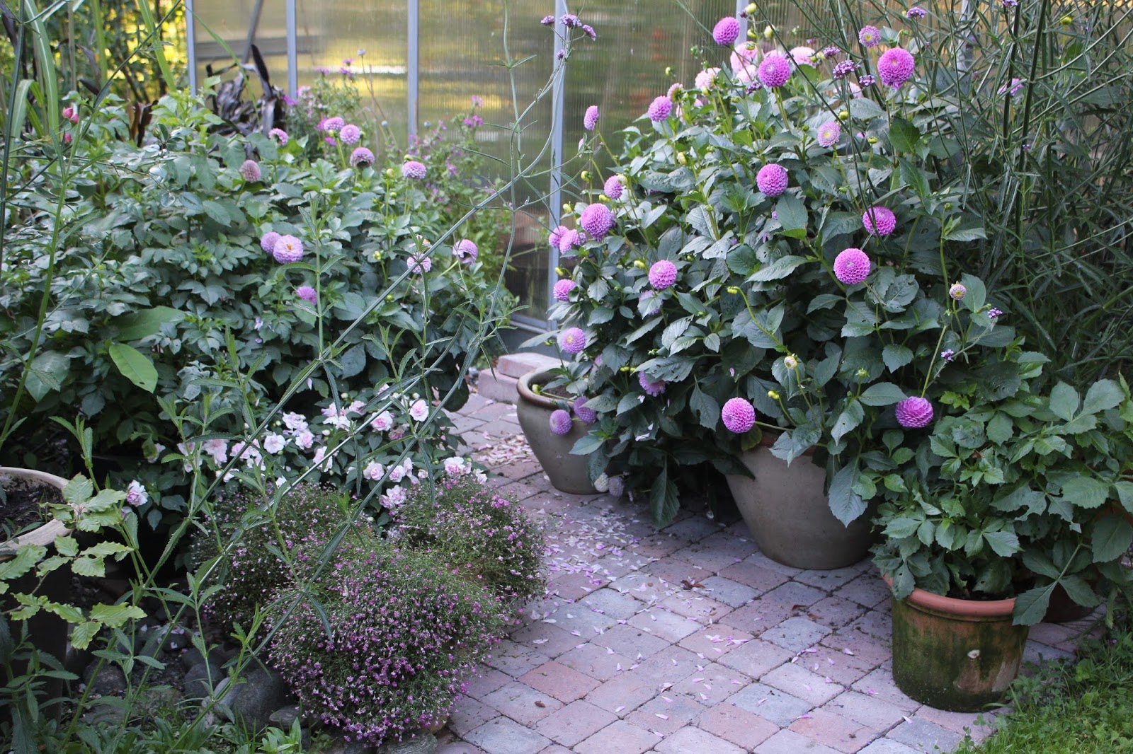 hagen vår og andre sommerblomster