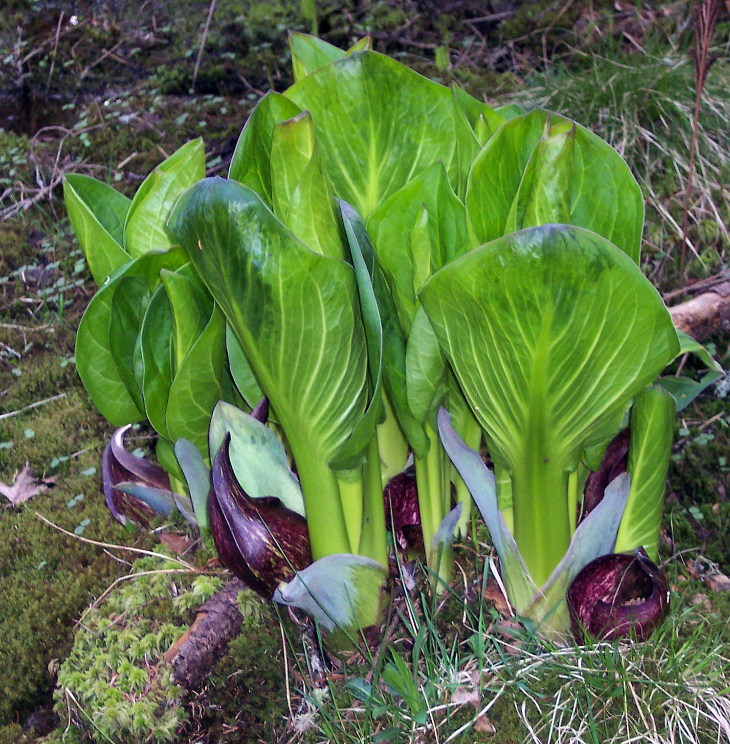 Apples from the Island More skunk cabbages!