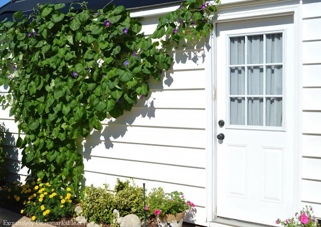  Cottage Style ~ Morning Glory In Bloom