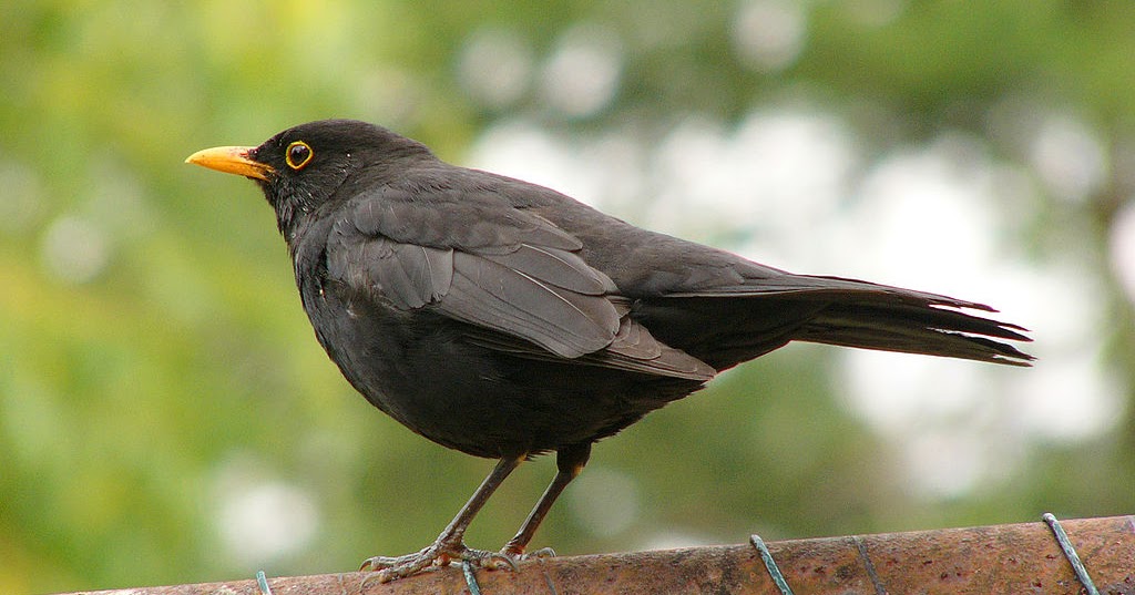 Common blackbird Amazing Pets For You