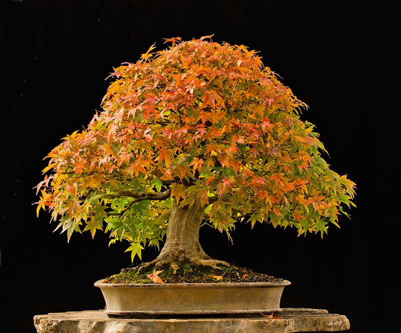 Japanese maple bonsai crownvirt