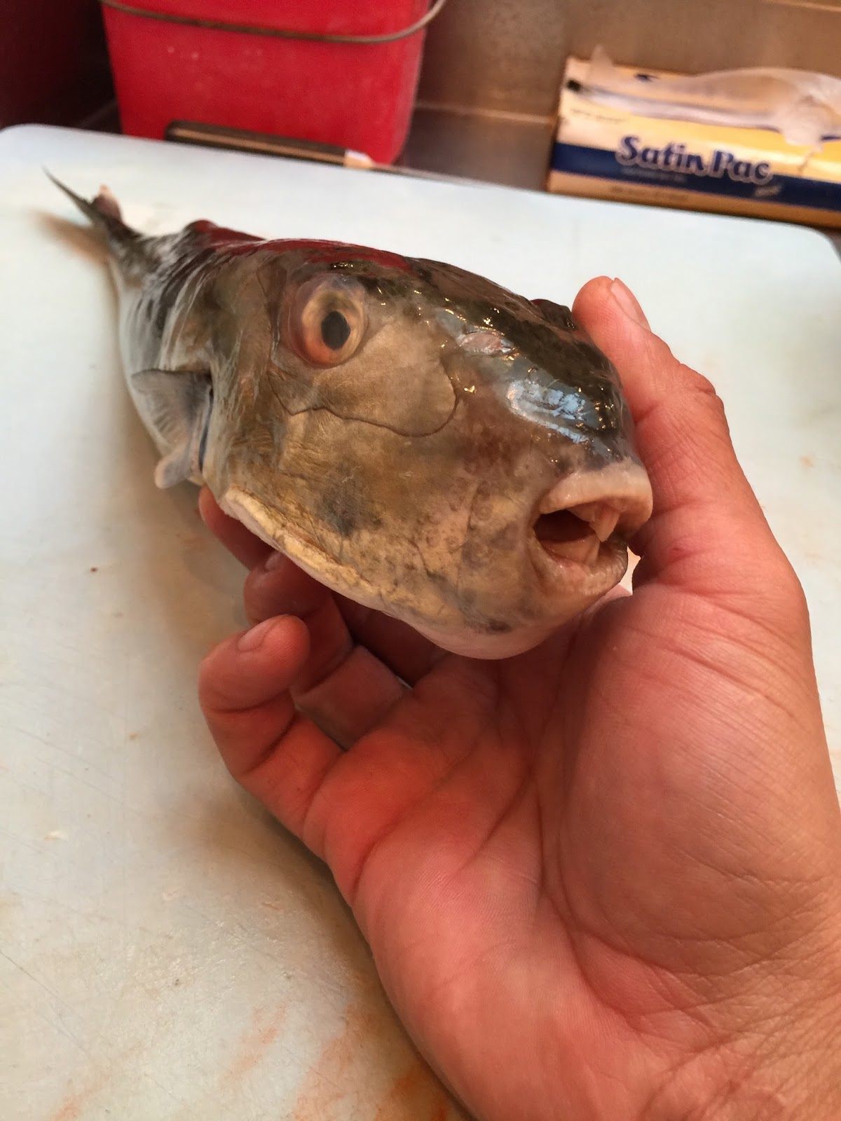 The Edible Ocean I'll Take The Puffer, Hold The Poison