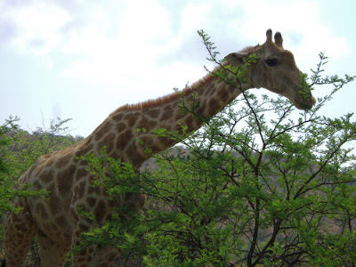żyrafa z bliska, wycieczka RPA
