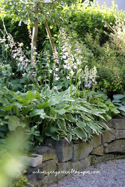 Blattschmuckstauden Fur Den Schatten Ein Schweizer Garten