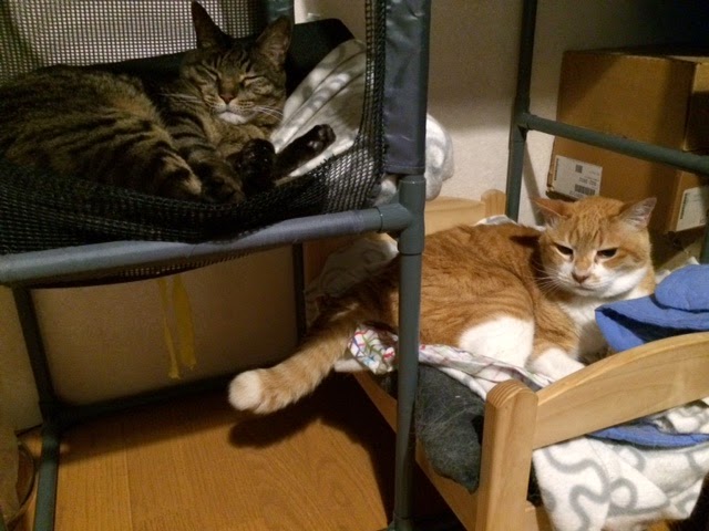 踊る猫爆弾 Ikea猫ベッド 品切れ中