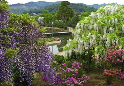 http://2.bp.blogspot.com/-DDnCqnw3oP8/TsqRIm7LC1I/AAAAAAAAFMg/bbihDreP0OY/s1600/Amazing+Waterfall+Flowers+from+Japan.jpg